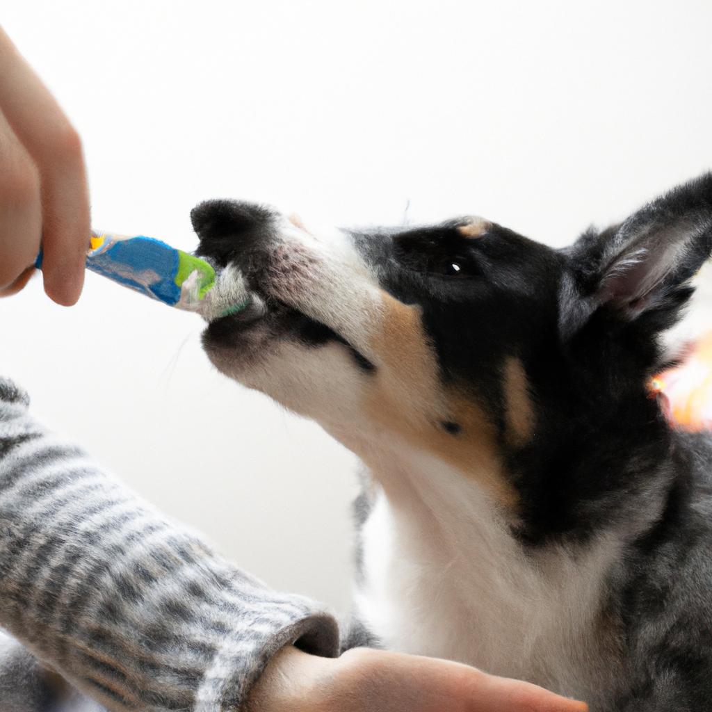 How To Care For Your Pet's Teeth And Gums