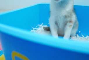 How To Train Your Pet To Use A Litter Box