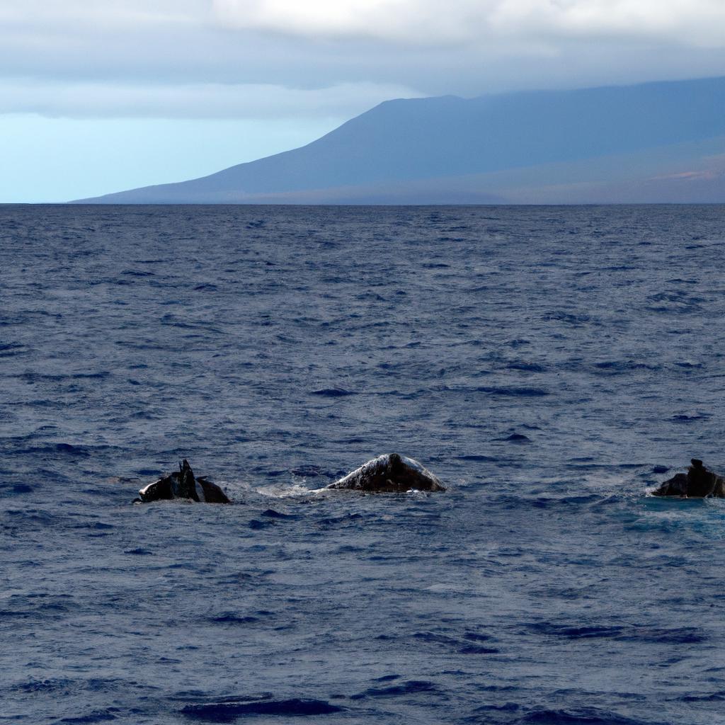 A pod of humpback whales seen near the banned Hawaiian island