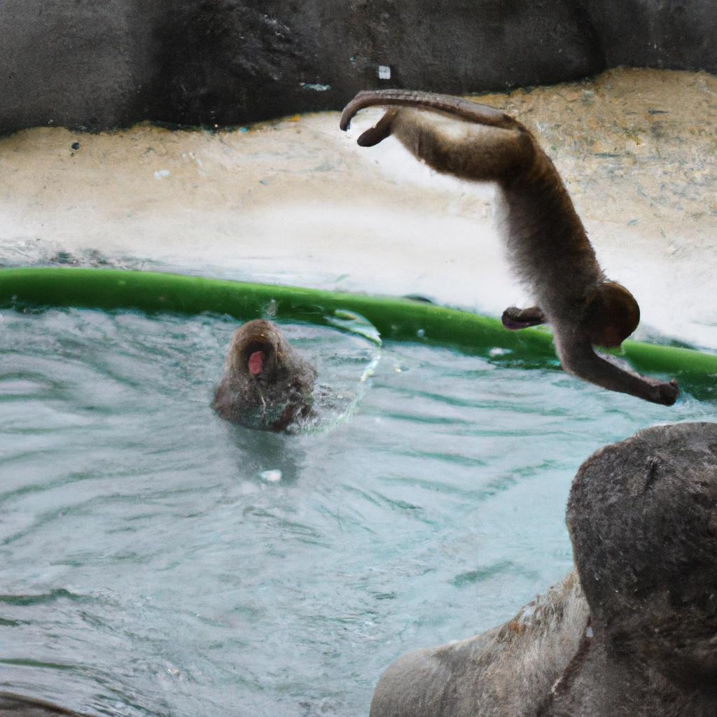Japanese water monkeys are excellent swimmers and divers, able to hold their breath for up to 30 seconds