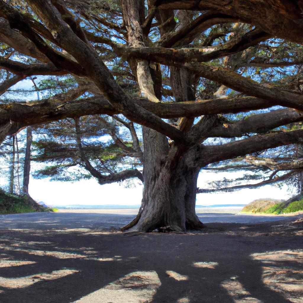 The shade provided by the branches of the Kalaloch Beach Tree.