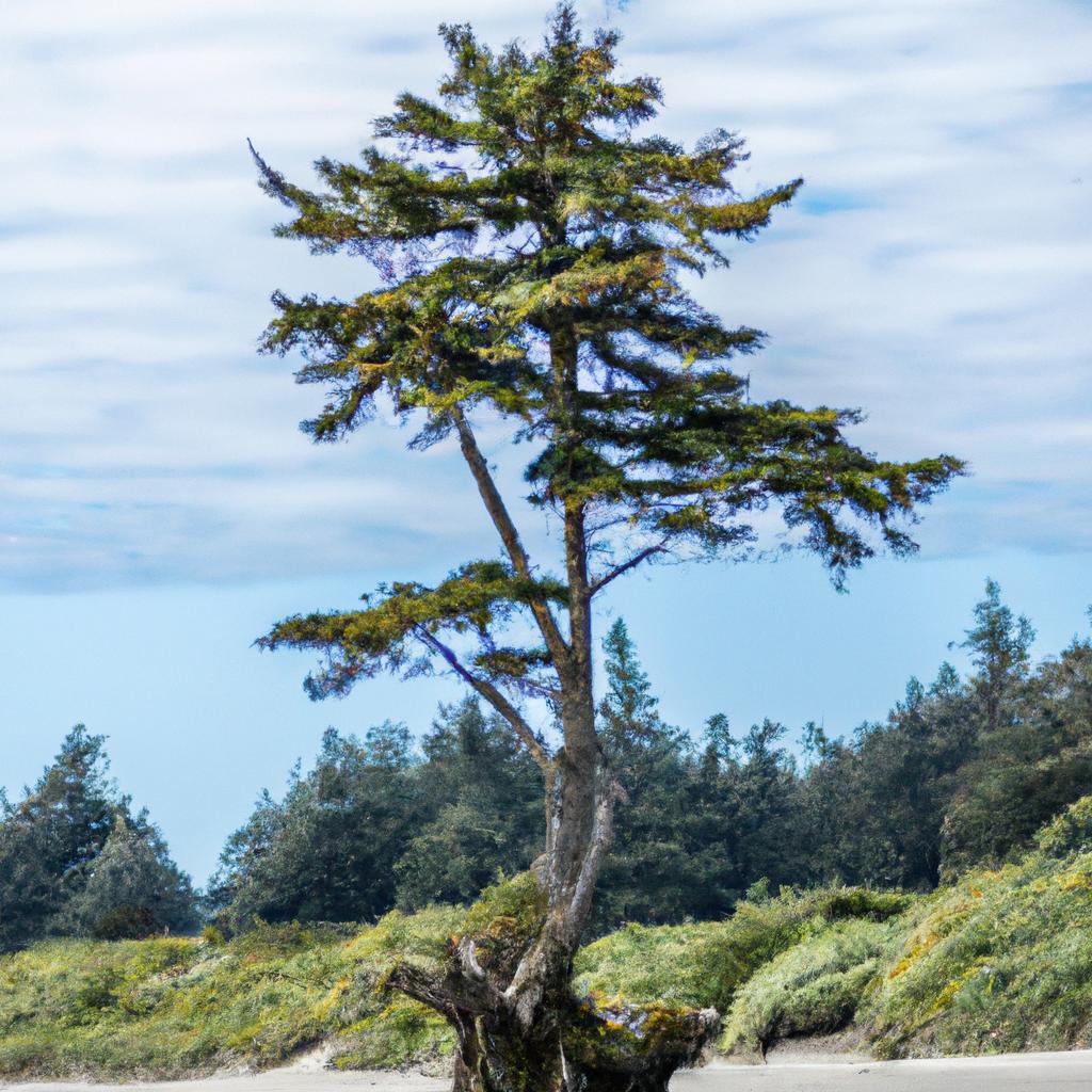 The distinctive shape of the Kalaloch Beach Tree in the midst of other trees.