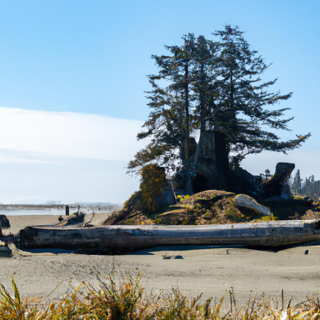 The breathtaking view of the Kalaloch Tree of Life and the Pacific Ocean