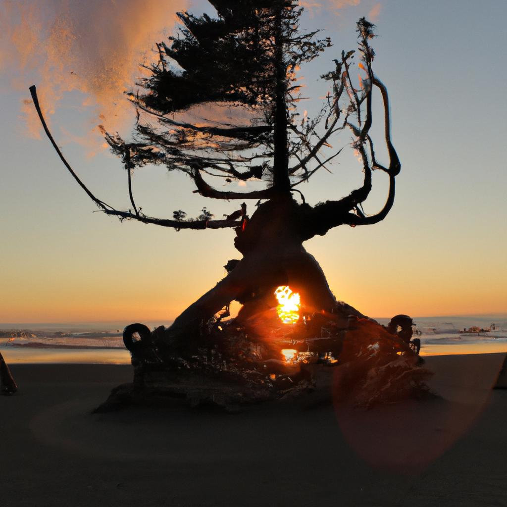 The serene and picturesque view of the Kalaloch Tree of Life at sunset