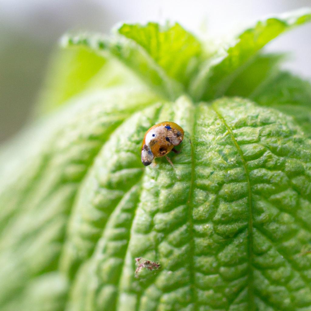 A ladybug crawling on a leaf in the garden, attracted by the aphids on the plants.