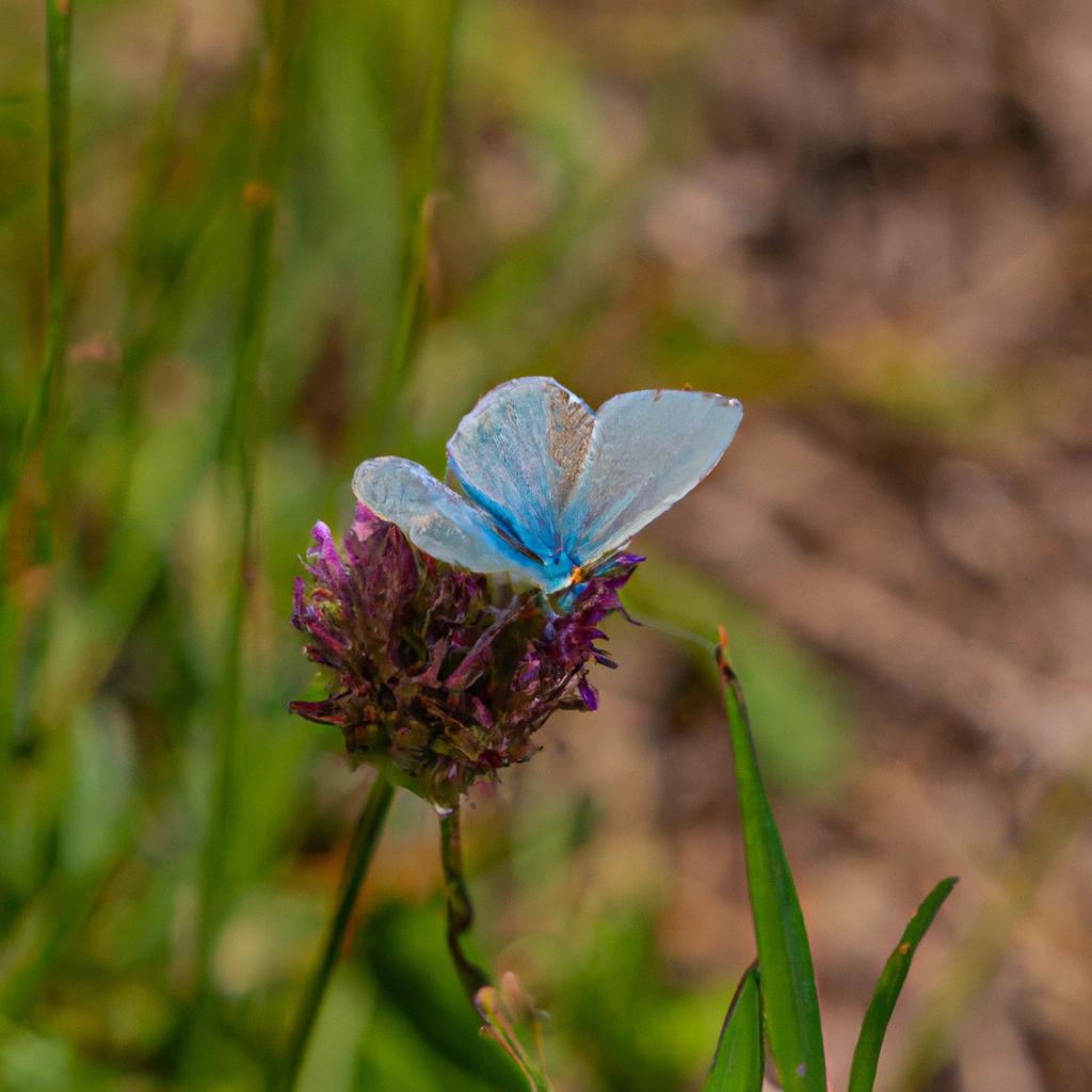 The delicate beauty of Lake Blue Color embodied in this charming butterfly