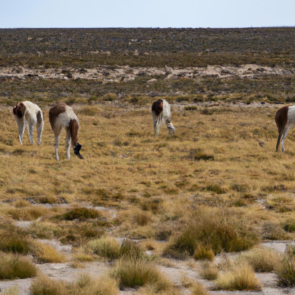 Llamas are a common sight in Jujuy Province, often utilized for transportation and wool production