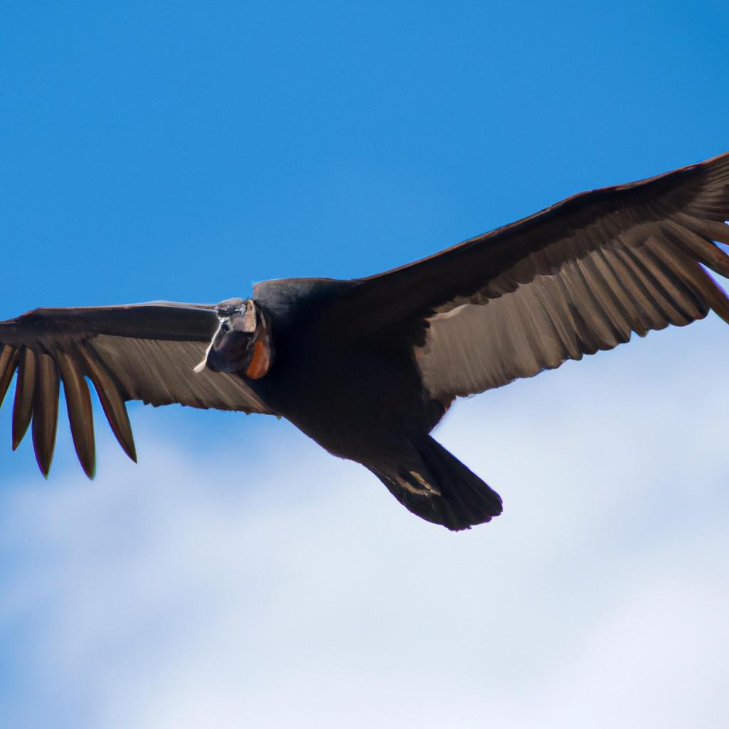 An Andean condor taking flight over Torres del Paine National Park.