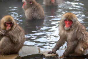 Monkey Parks In Japan