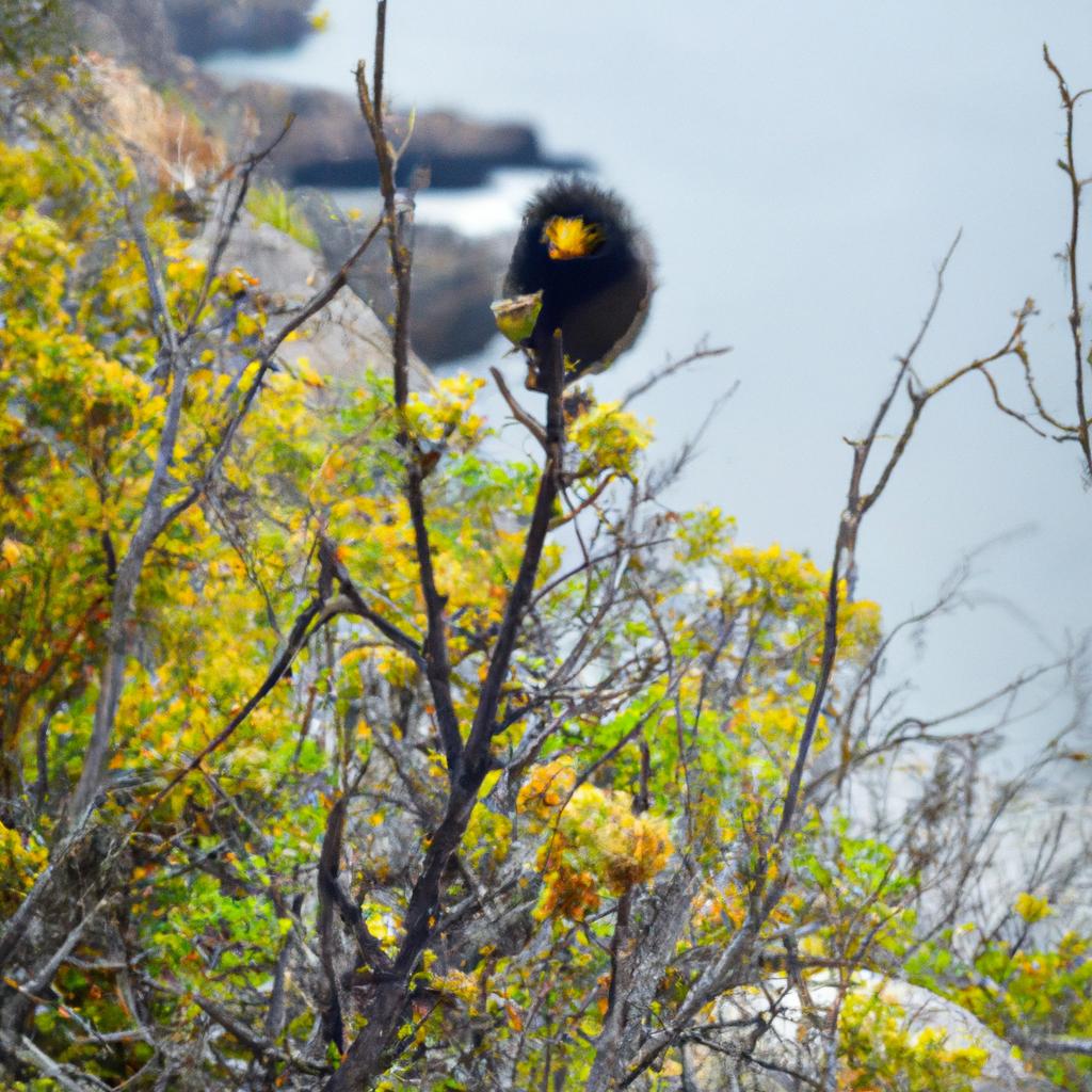 The island is a haven for birdwatchers, with rare and unique species found throughout its ecosystem.