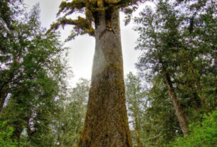 Olympic National Park Tree Of Life