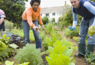Organic Gardening Tips And Tricks