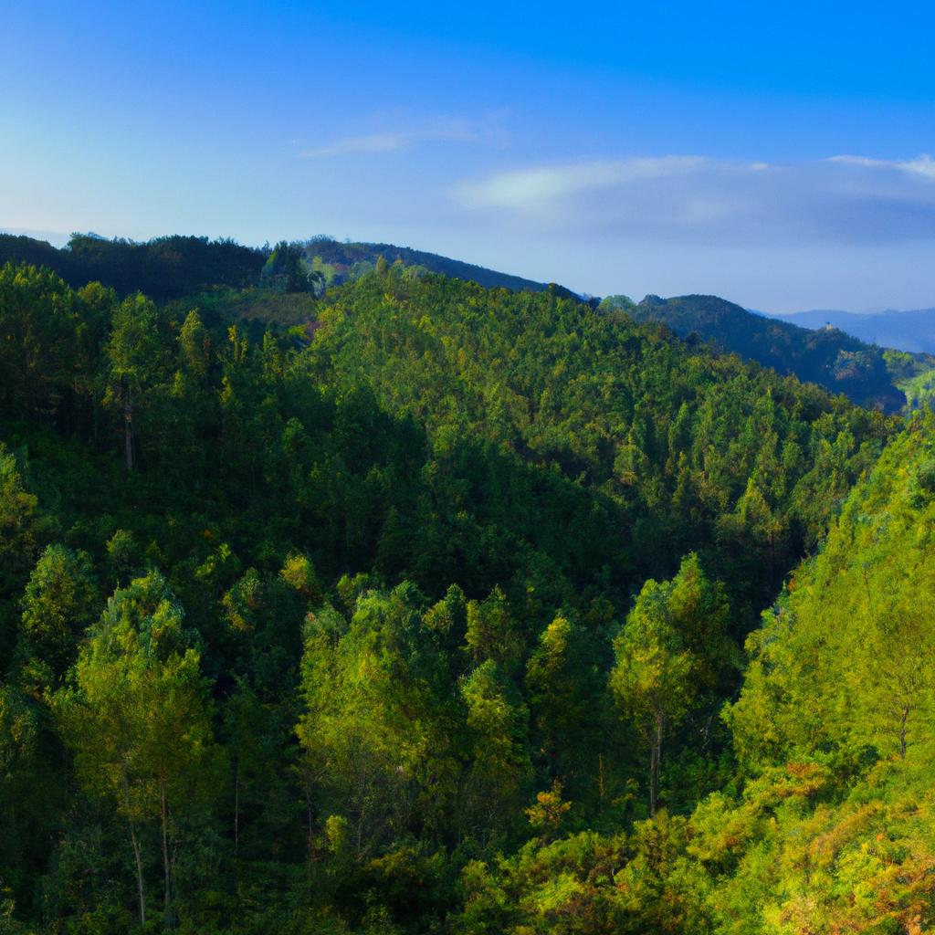 Panoramic view of Oma Forest Spain