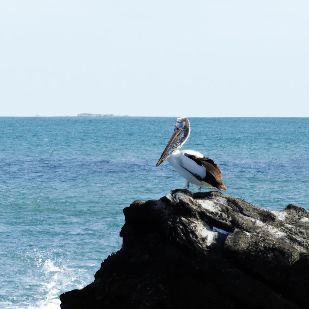 A pelican taking a moment to enjoy the stunning view from Rabida Island Galapagos.