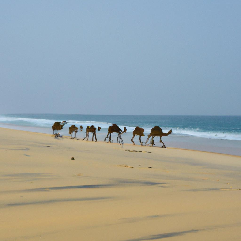Camels walking along the beach at Persian Gulf.