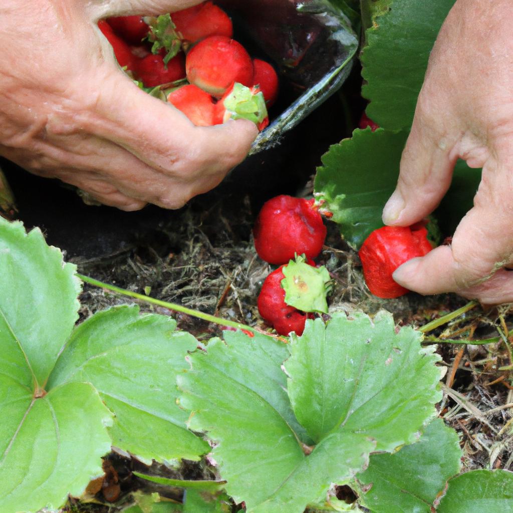 Freshly picked strawberries are a sweet and healthy snack.