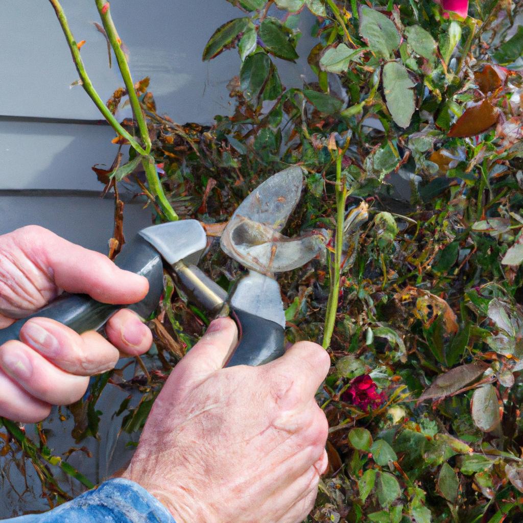 A gardener pruning a rose bush with a pruning tool in a flower garden