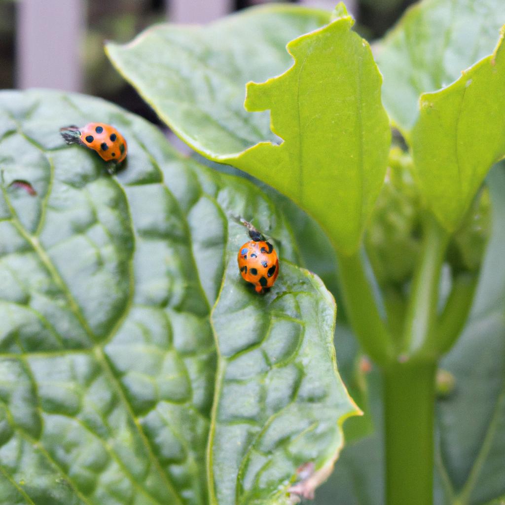 A ladybug sits on a leaf in a pesticide-free garden.