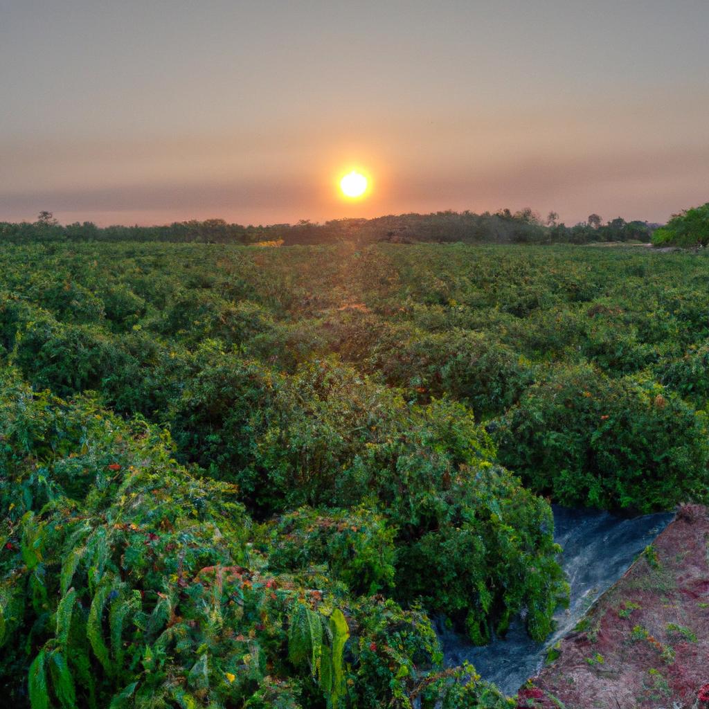 The beautiful sunset over a Phu Quoc pepper field in Vietnam