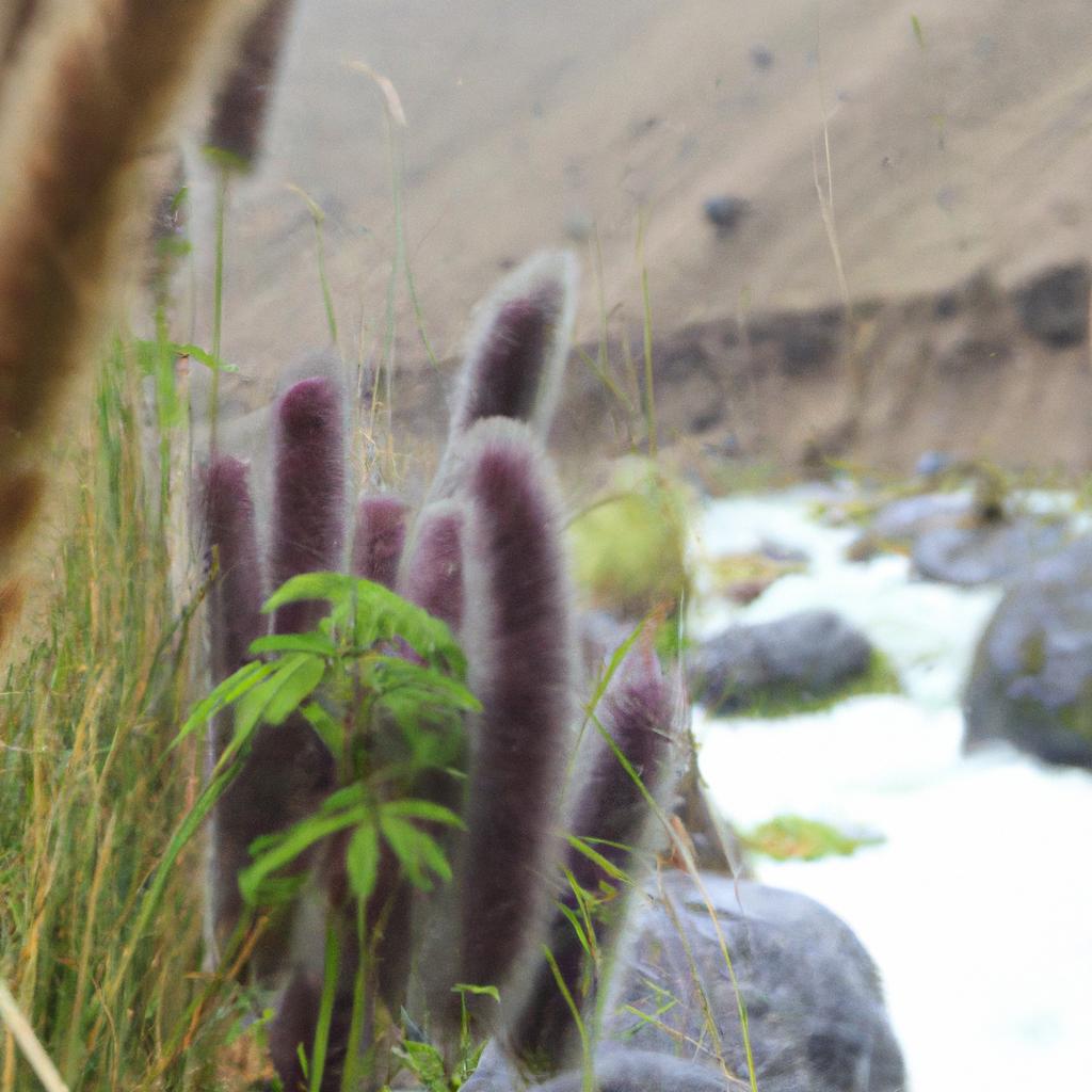 The diverse flora found near the Peru boiling river
