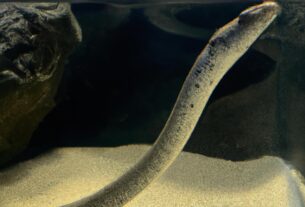 Prehistoric Sea Snake