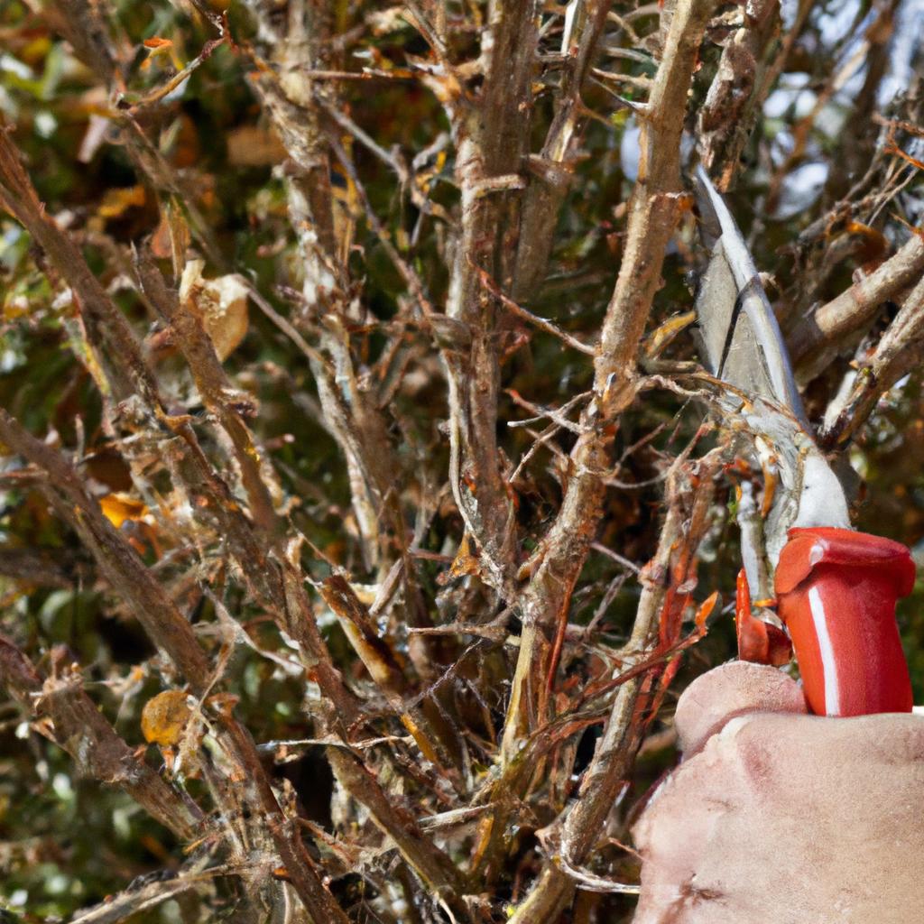 A gardener pruning a drought-tolerant shrub in a garden