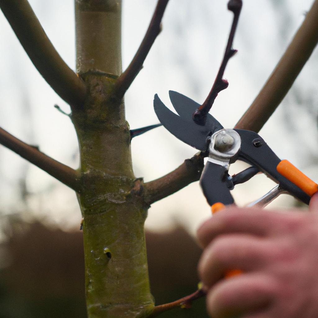 A woman using pruning shears to shape a young plum tree