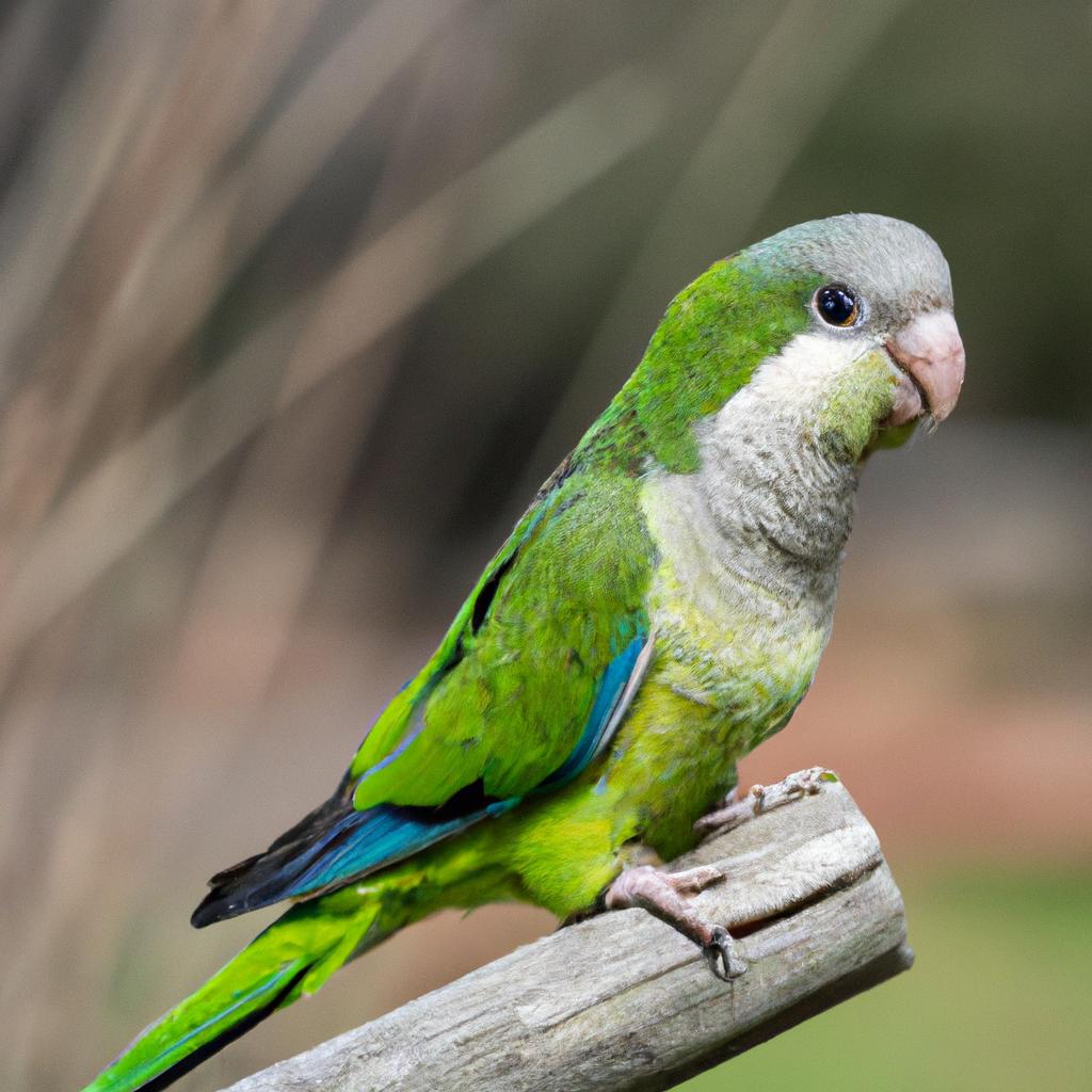 Amazon Parrots are playful birds that love to interact with their owners