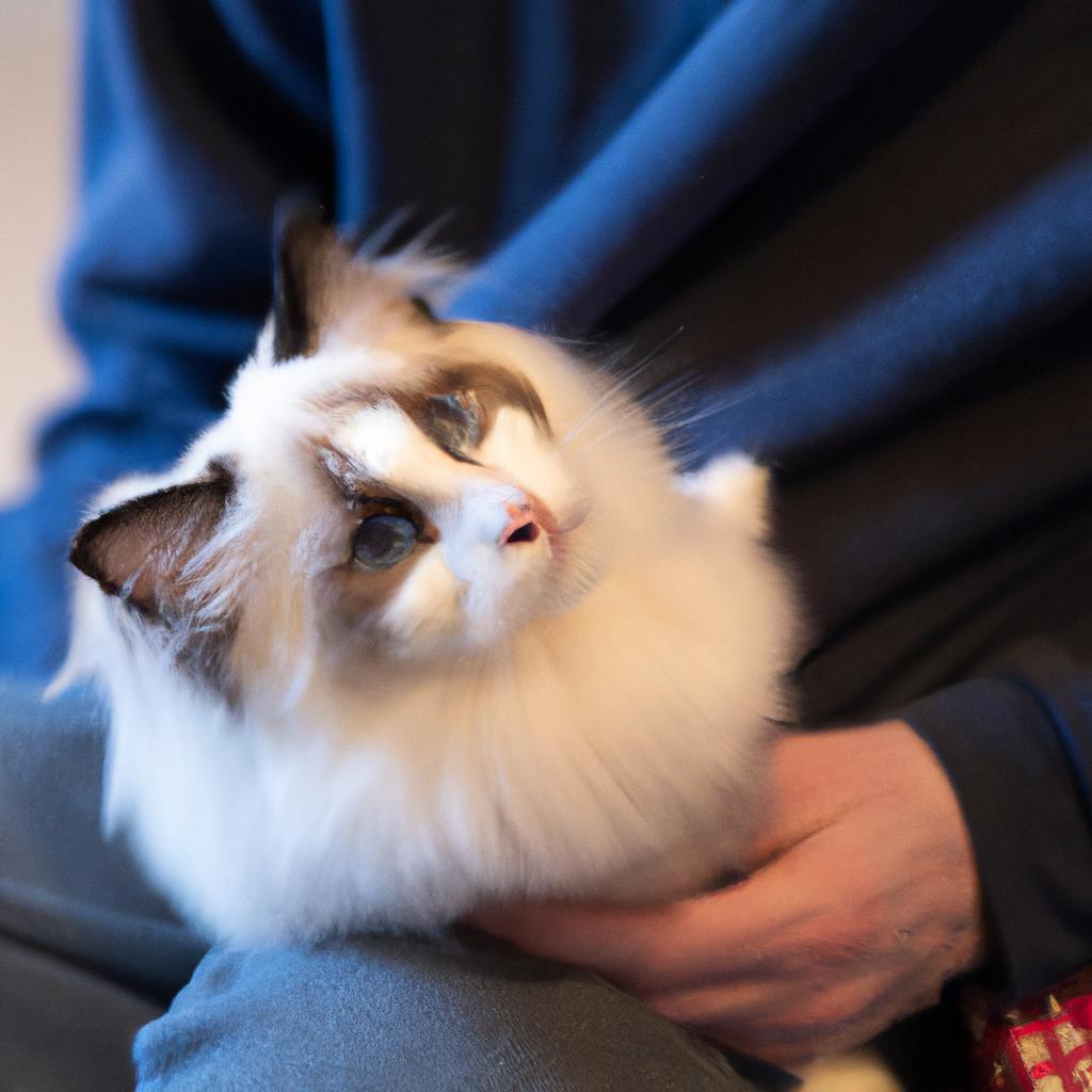 Ragdoll cats are known for their calm and affectionate nature, making them great lap cats