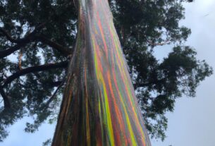 Rainbow Eucalyptus Tree In Hawaii