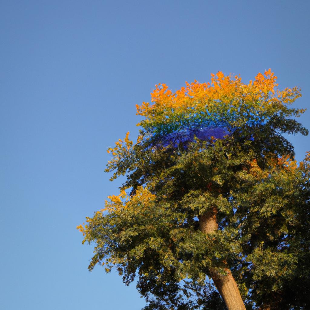 The rainbow tree Hawaii is a beautiful contrast against the clear blue sky.
