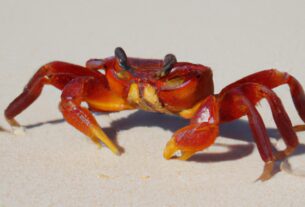 Red Crab Australia
