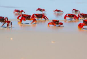 Red Crabs Australia