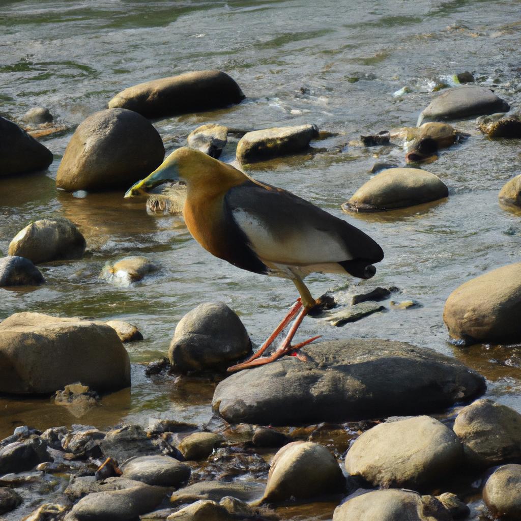 The river is home to a diverse range of flora and fauna, including this rare bird species