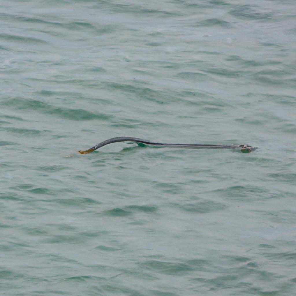 Sea Serpent France