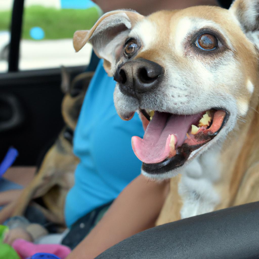 This senior rescue dog loves going on car rides and spending time with its new family.