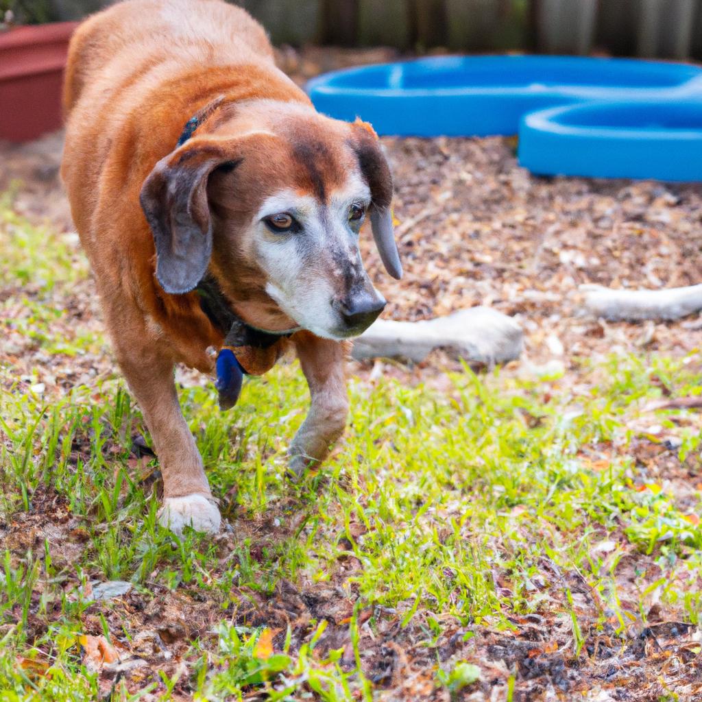 This senior rescue dog loves its new backyard and enjoys exploring every inch of it.
