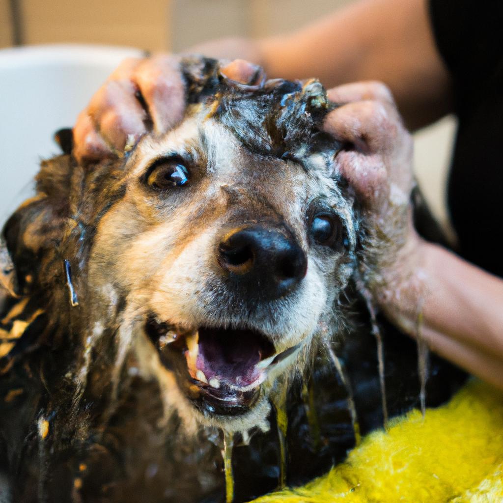 This senior rescue dog may not love bath time, but it loves being pampered and cared for by its new owner.