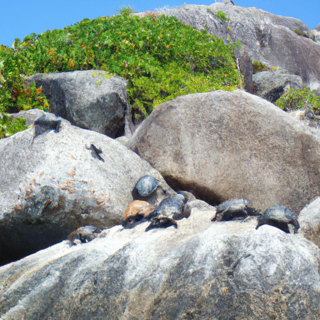 A peaceful scene of Seychelles turtles basking in the sun, soaking up the warmth on a rocky outcrop.