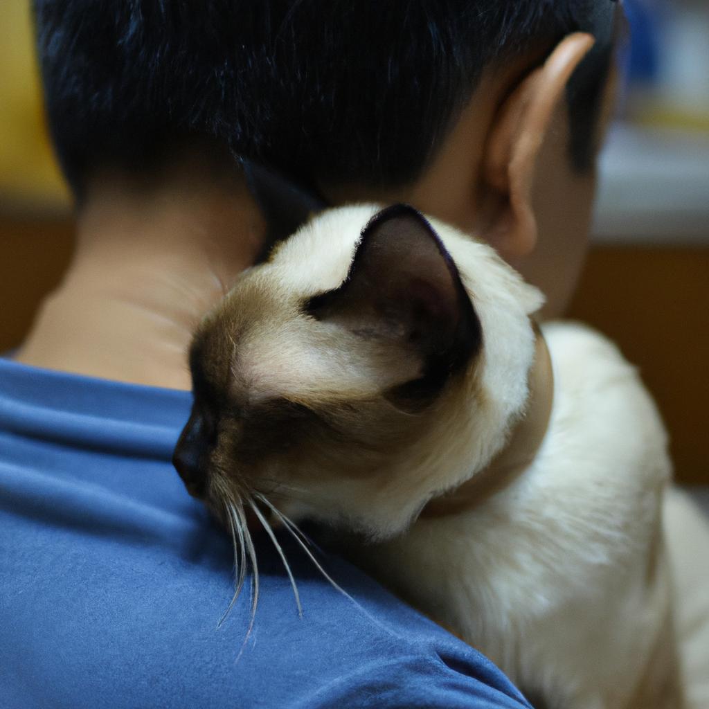 Siamese cats are a loyal and affectionate breed that love to show their love through physical touch and cuddles