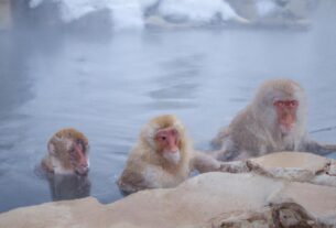 Snow Monkeys Hokkaido
