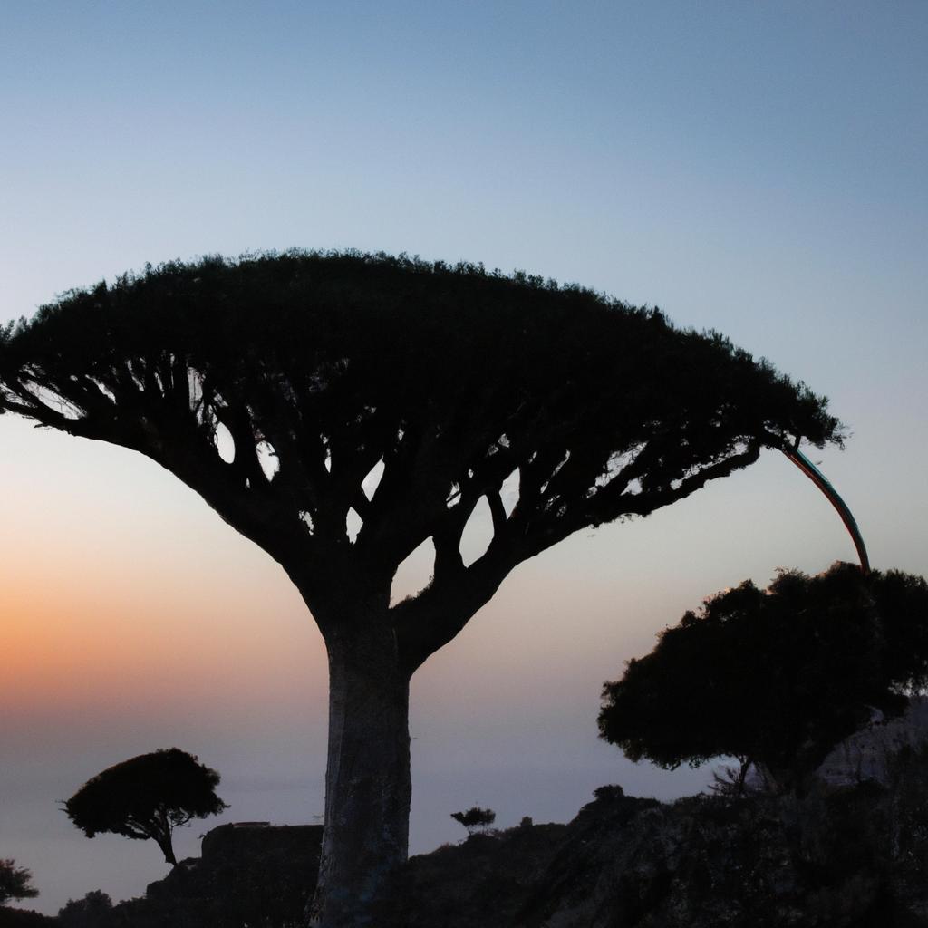 The Socotra dragon tree is a symbol of resilience and has survived for millions of years despite its challenging environment.