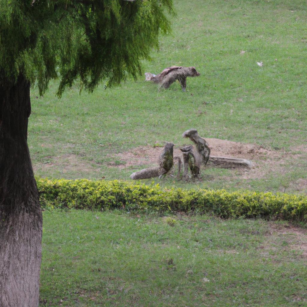 A playful family of squirrels having fun in a garden