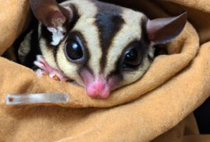 The Cutest And Most Cuddly Exotic Pets