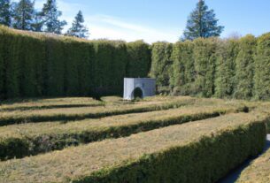The Hedge Maze