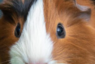 The Most Adorable Guinea Pig Breeds