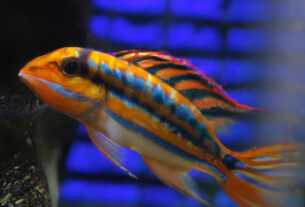 The Most Colorful Fish For Your Aquarium