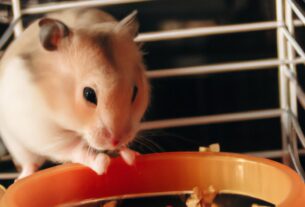 The Most Popular Small Pets That Are Perfect For Apartment Living