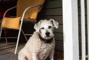 The Pros And Cons Of Adopting A Senior Pet