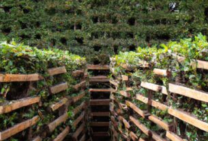 Timberline Lodge Hedge Maze